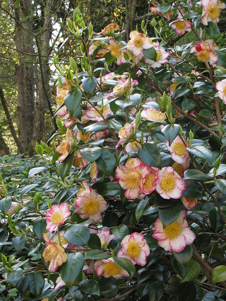 USA and Canada 2013/UBC Botanical Garden Vancouver, Canada 130501/IMG